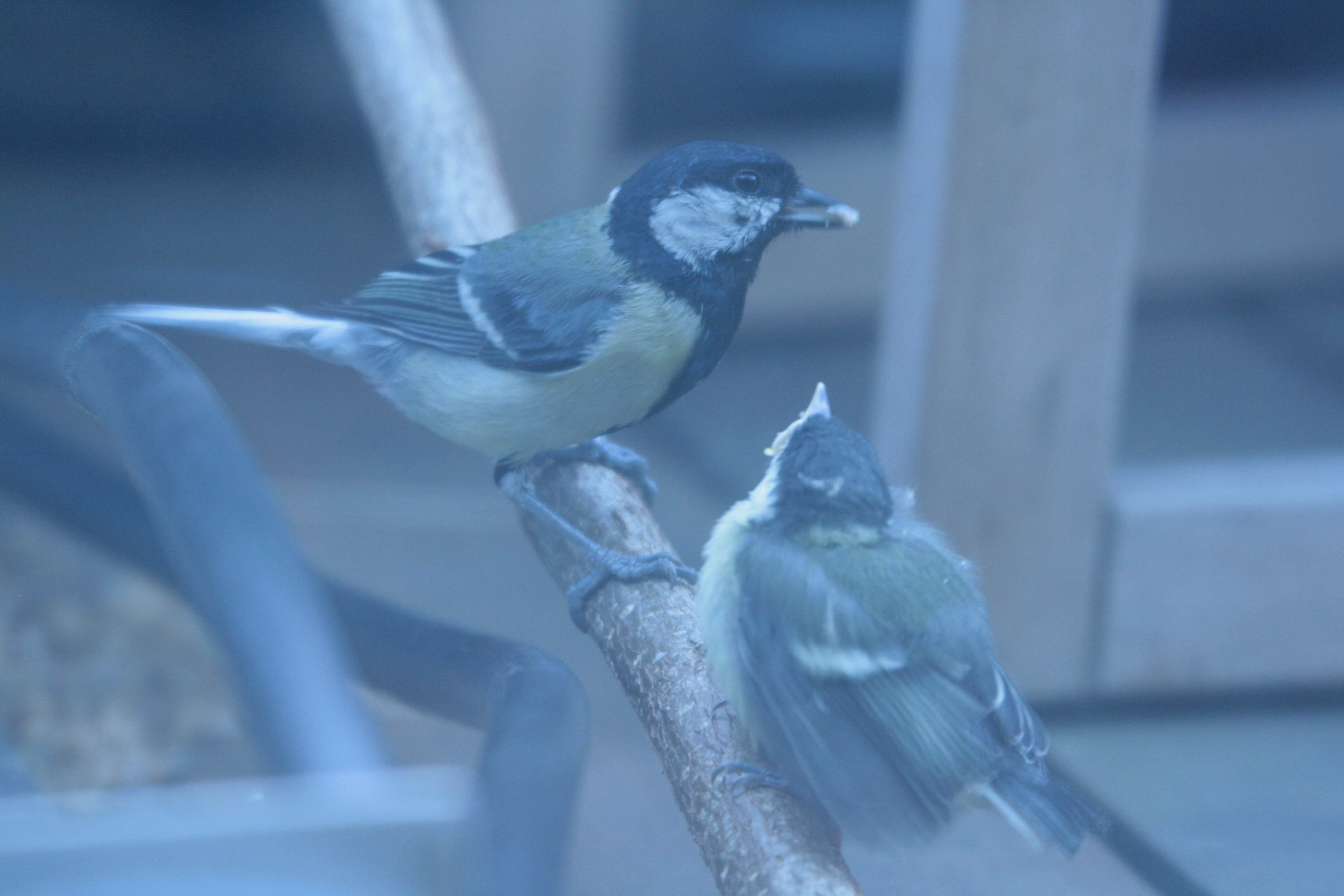 coal tit- chick- more parent feed- photo by justin bere.jpg